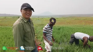 Thế Nhân || Kế Hoạch Bón Thúc Lần Thứ 2 Cho Lúa Ngủ Đông Ở Nông Trại Caiti Vì Sao Phải Tạm Dừng ?