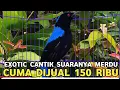 Lagu EXOTIC FEMALE BURUNG CANTIK SUARA MERDU CUMA DIJUAL 150 RIBU DI PASAR BURUNG PRAMUKA 