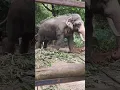 Download Lagu paniyaram suttu thariya #elephant #cute