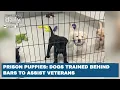 Puppies trained in Oregon prison to help veterans with disabilities