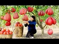 Download Lagu How to Harvest red Buddha's Hand, goes To Market Sell - Harvest and Cooking |Tieu Vy Daily Life