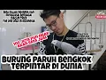 Download Lagu burung paruh bengkok terpintar di dunia yang bisa diajak ngobrol!!!