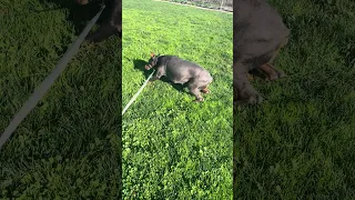 #fyp #doberman #pets #life #vlog