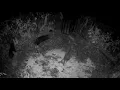 Hog Trap Trigger in action