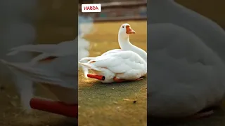 الوزه كانت حتولع Habda اكسبلور Funny 