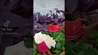 ليموني عالليموني فنجان قهوة قهوتي قهوة الصباح 