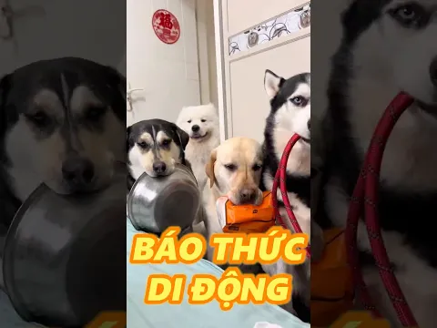 BÁO THỨC GÂU GÂU