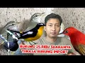 Download Lagu BURUNG Harga 25.RB SUARANYA TERASA BURUNG IMPORT 
