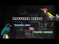Lagu Masteran burung Tengkek buto Dan Pelatuk bawang