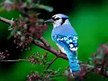 Download Lagu Ringtone bird sound360p