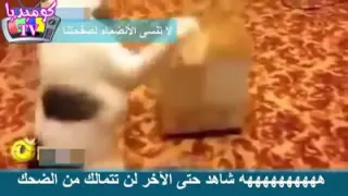 زياد تامر هيضحكوا اخو احمد تامر 