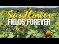 Sunflower Fields Forever with My DOONEY & BOURKE® SUNFLOWER FLORENTINE Small Satchel