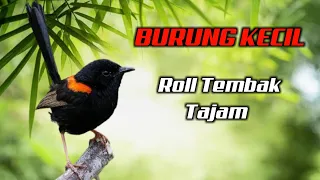  roll tembak masteran burung kecil nembak ngerol