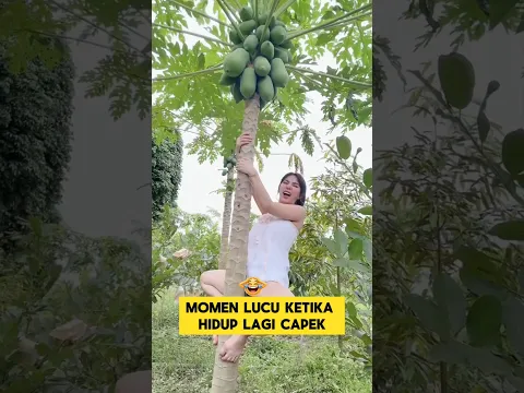 momen lucu ketika melihat janda cantik manjat pohon pepaya ‼️‼️ #ngakak #lucu #kocak #janda