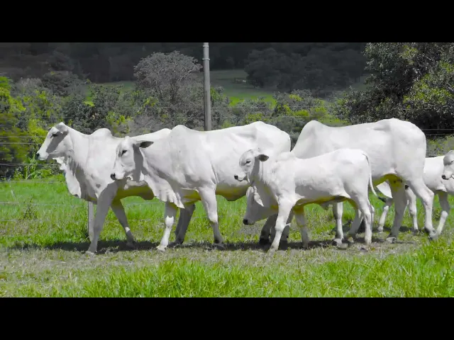 3 Matrizes Nelore Mocho P.O.