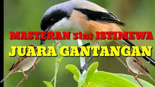 Download ⭕MASTERAN KOMBINASI 3 KICAU BURUNG ISTIMEWA PENCETAK JUARA GANTANGAN MP3