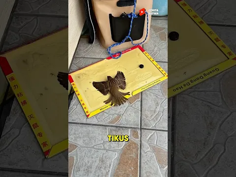 Burung Kecil Yang Terjebak Diselamatkan Orang Baik #shorts #viralvideo #birds