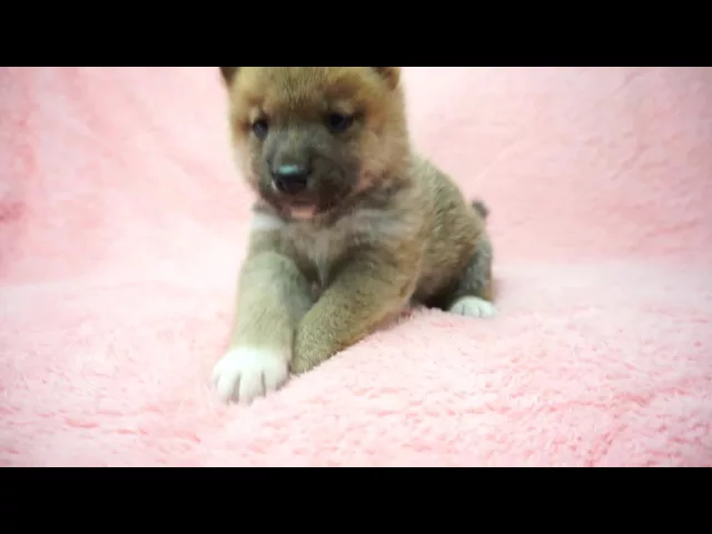 動画