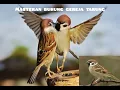Download Lagu Masteran suara burung gereja tarung