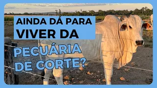Vale a pena viver da PECUÁRIA DE CORTE? Assista aqui completo e entenda o CICLO PECUÁRIO.