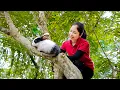Download Lagu Harvesting 1000 Rabbits Goes To Market Sell | How I Raising Rabbits in the Forest | NaNa Monkey Life
