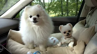 그동안 루디와 퐁키를 사랑해 주셔서 감사했습니다 [루퐁이 마지막 브이로그]