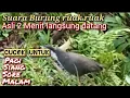 Download Lagu Suara Pikat Burung Ruak Ruak Paling Ampuh ❗ Cocok Untuk Pagi Siang Sore Malam