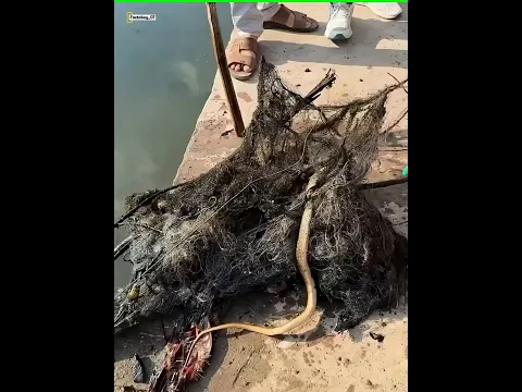 India's rivers will never be this clean.