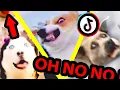 Download Lagu oh no oh no oh no no no TikTok meme with Pets Only | TikTok Compilation Part 4