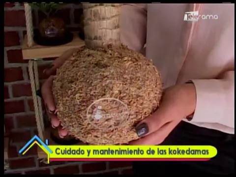 Cuidado y mantenimiento de las kokedamas