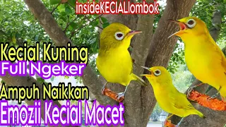 Download Suara Kecial Kuning Full Ngeker Pancingan Terbaik Menaikkan Emosi Kecial Macet MP3