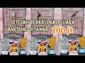 Download Lagu Juara Lomba Burung Kutilang ||Langsung ditawar 200 jt ||Sangat Ampuh Untuk Masteran/Manggil Burung