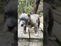 Boy gone be a bull