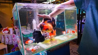 Exotic RANCHU ORANDA Goldfish Store Tour Singapore Goldfish