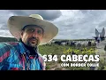 Lagu Manejo de 634 CABEÇAS de GADO 😱 com #BorderCollie | Arrendamento RURAL em Pimenta Bueno