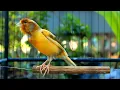Lagu Suara kenari gacor durasi panjang, Masteran Kenari cengkok mewah ngalun cocok untuk pancingan 104