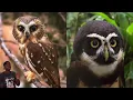 Why This Bird Could Be a Threat to International Security