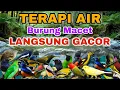 Lagu USAHAKAN DULU BURUNG MACET LANGSUNG GACOR, TERAPI AIR UNTUK SEMUA JENIS BURUNG MACET BUNYI 