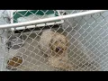 St Joseph Animal Shelter hosting 10 adoption sale