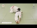 崩上四方固 /  Kuzure-kami-shiho-gatame