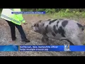 Goffstown New Hampshire Police Help Wrangle Loose Pig