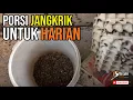Download Lagu Porsi Jangkrik Setiap Hari Untuk Ternak Murai batu Dipenangkaran Om Masdin Murai