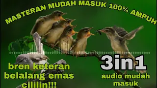 3 variasi masteran cigun isian brenn keteran belalang cililin suara jernih mudah di tirukan