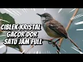 Download Lagu Masteran burung CIBLEK KRISTAL gacor dor ngebren AK47 panjang satu jam full cocok buat pancingan ‼️