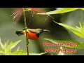 Download Lagu Suara Burung Kolibri Matari Gacor