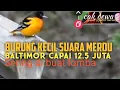 Download Lagu Burung kecil suara indah harga bisa 12.5 juta