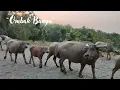 Download Lagu Ombak Banyu ( Mamah Isye Komasih )
