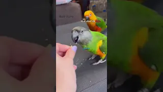 ببغاء يتكلم مدبلج دبلجة مضحكة ضحك اكسبلور السعودية My Kingo كوميديا دوبلاج ببغاء Funny 