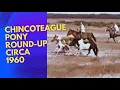 Chincoteague Island Pony Round-up circa 1960s