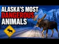 13 Most Dangerous Animals in Alaska